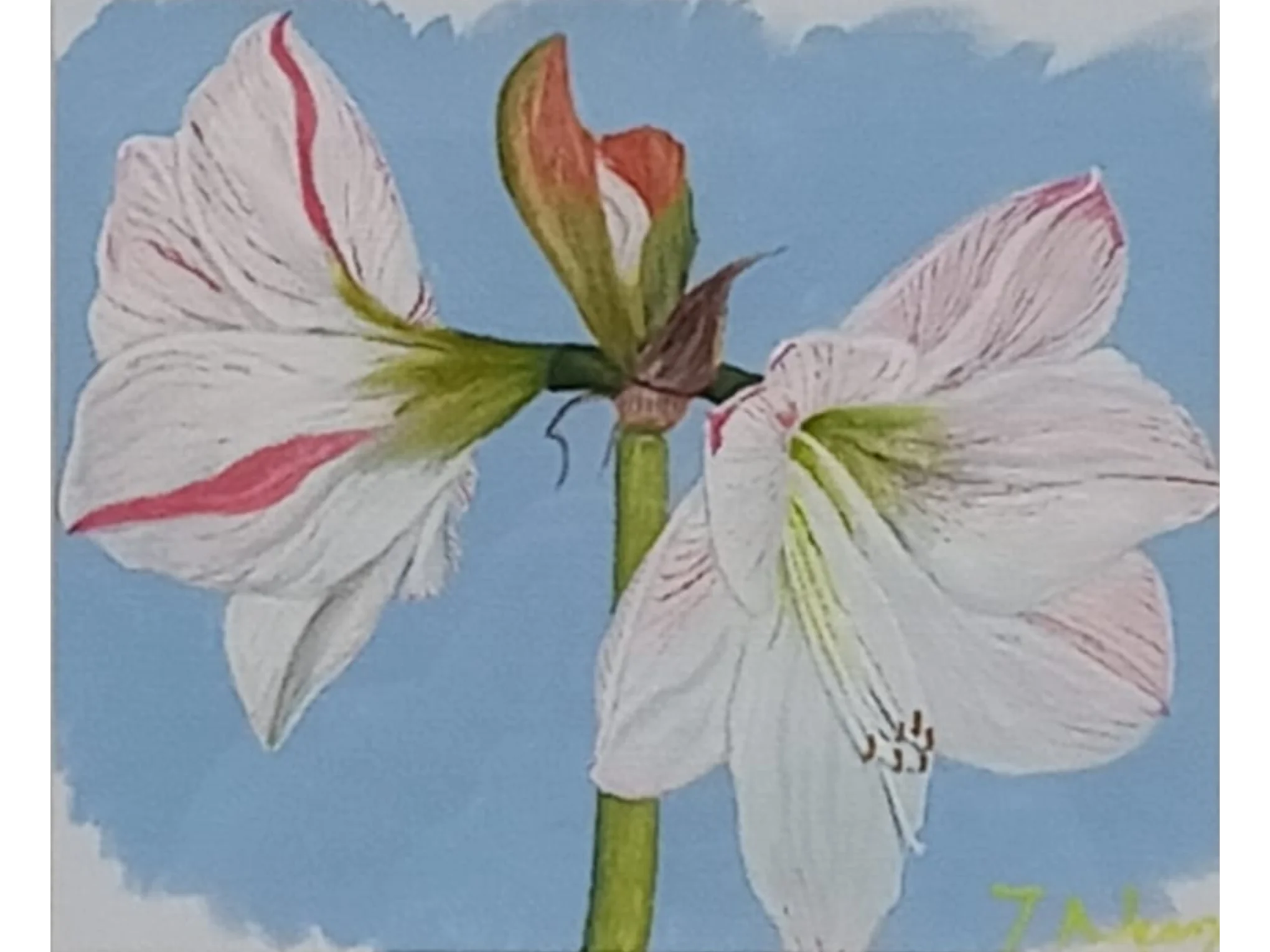 Lilies
