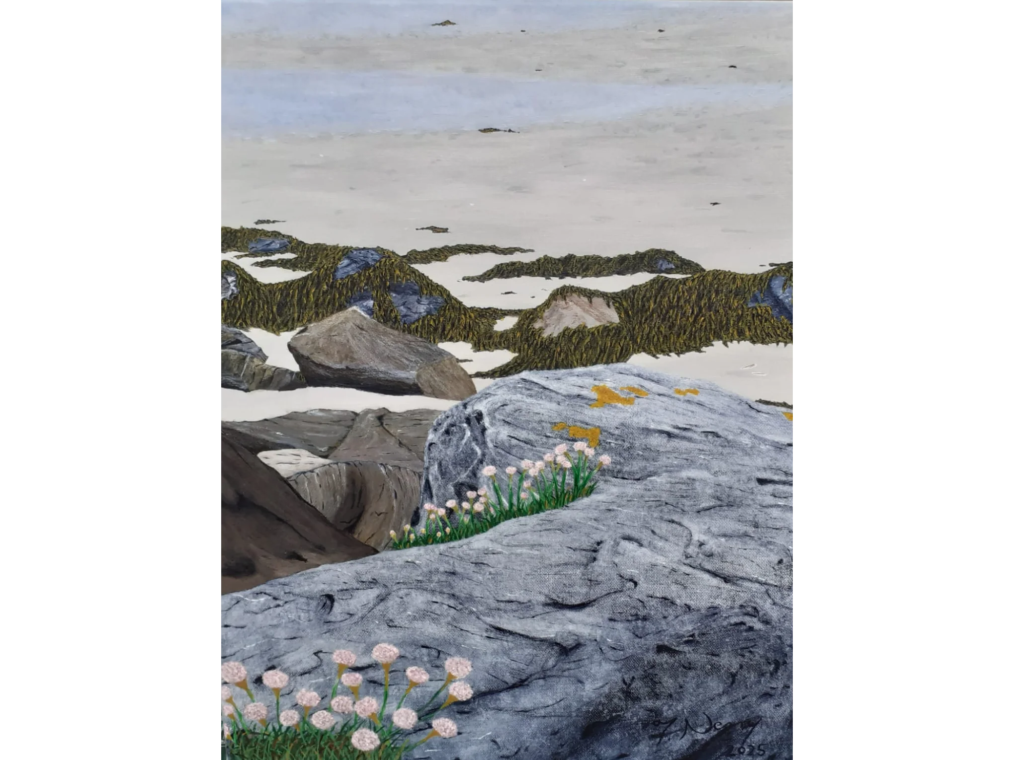 Sea Thrift